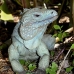 iguana_blue_qebp_gc_v_0157_cay0625.jpg